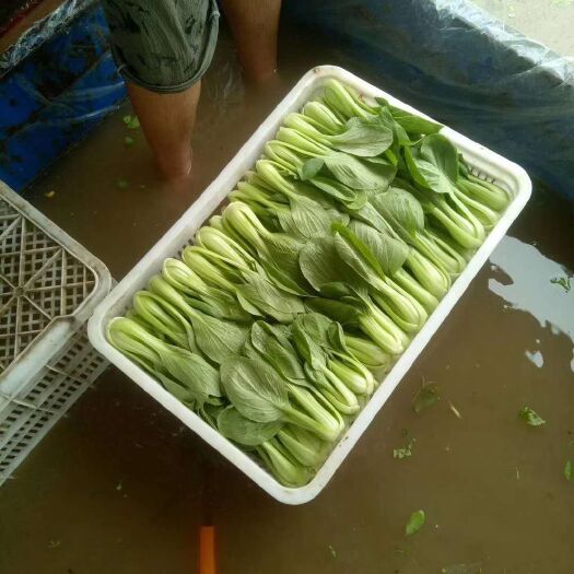 成武县北方小油菜 北方油菜