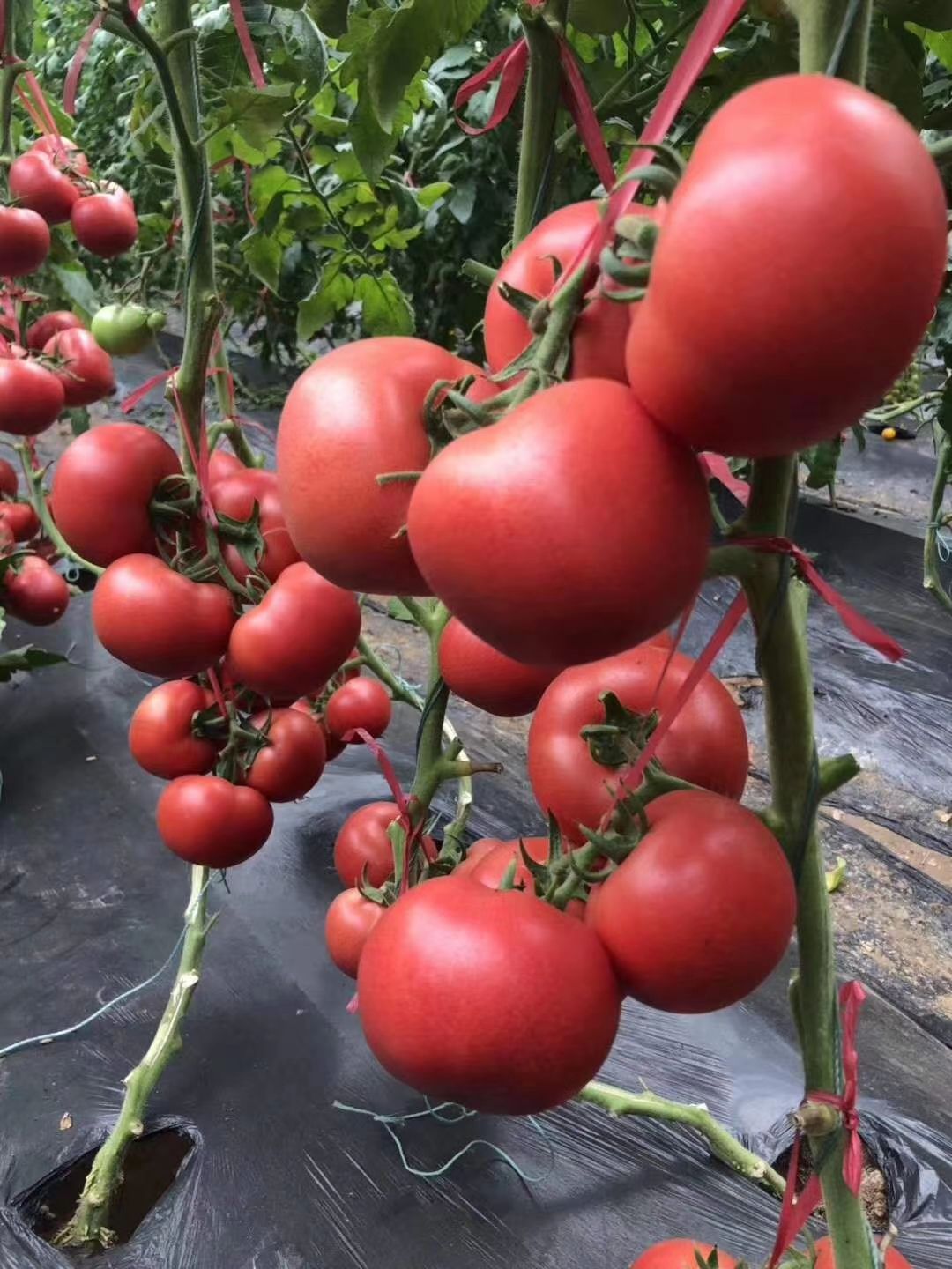寿光市硬粉番茄苗  早春越夏秋延越冬茬西红柿品种基地直发