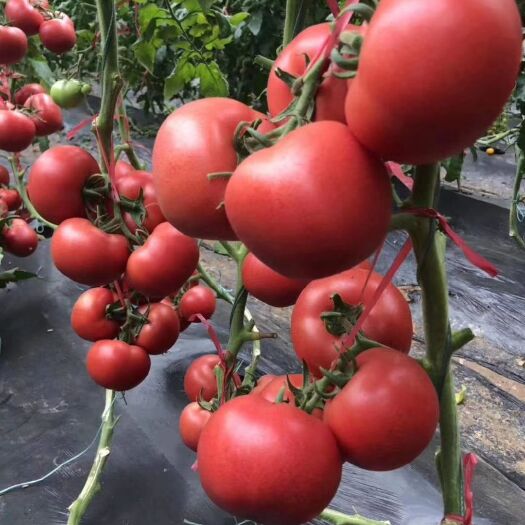 硬粉番茄苗  早春越夏秋延越冬茬西红柿品种基地直发