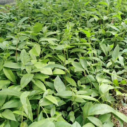 灵山县优品质土茯苓苗基地直销