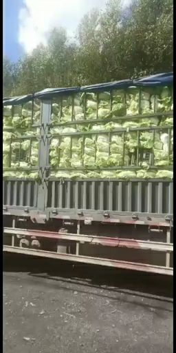 肇州县 东北大白菜价格便宜0.5