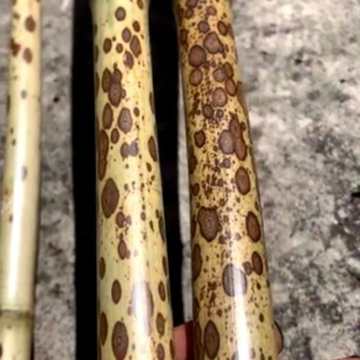 金秀县花竹，芝麻花，罗文花