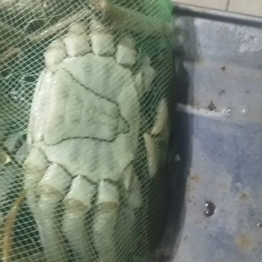 扬州兴化大闸蟹  大闸蟹