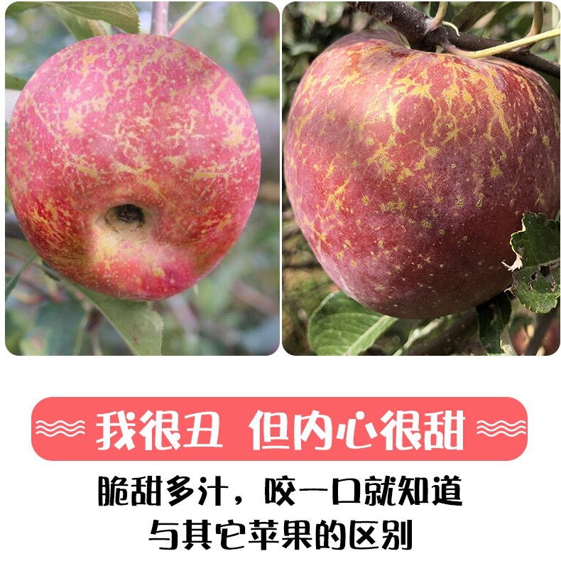 云南昭通丑苹果水果新鲜红富士非大凉山盐源嘎啦果阿克苏糖心苹果