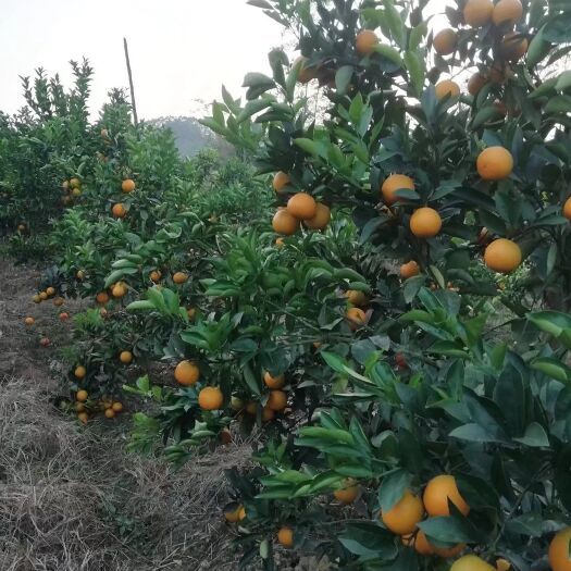 南宁 红橙，自己种红橙一手货源，支持一件代发