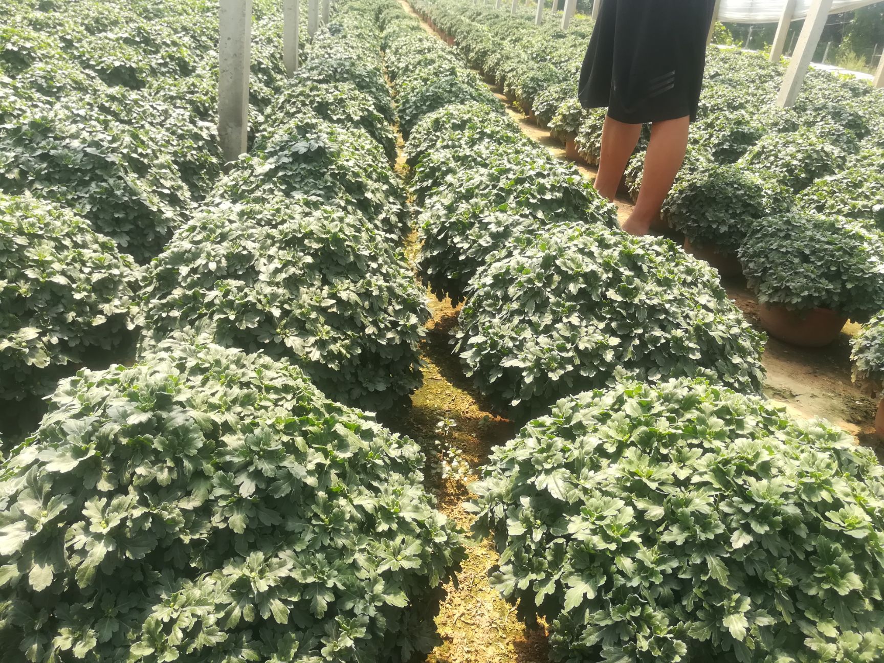 黄菊  千头菊-菊花-红色 黄色240号大盆