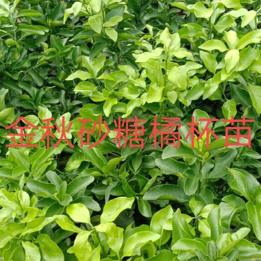 早熟沙糖桔苗 批发各种柑橘果苗，苗子漂亮粗壮