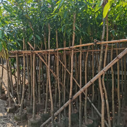 普宁市枇杷芒果苗 大量出售3-12分芒果树
