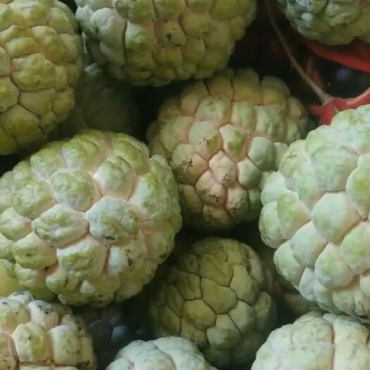 广州凤梨释迦果 释迦果