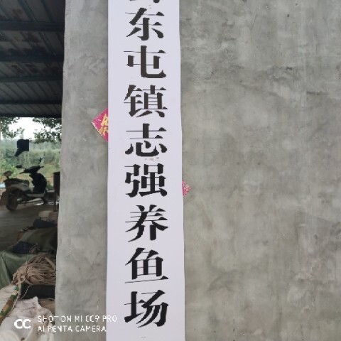 延津县池塘鲤鱼 人工养殖 1-2.5公斤