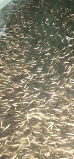 三文鱼，三文鱼苗，