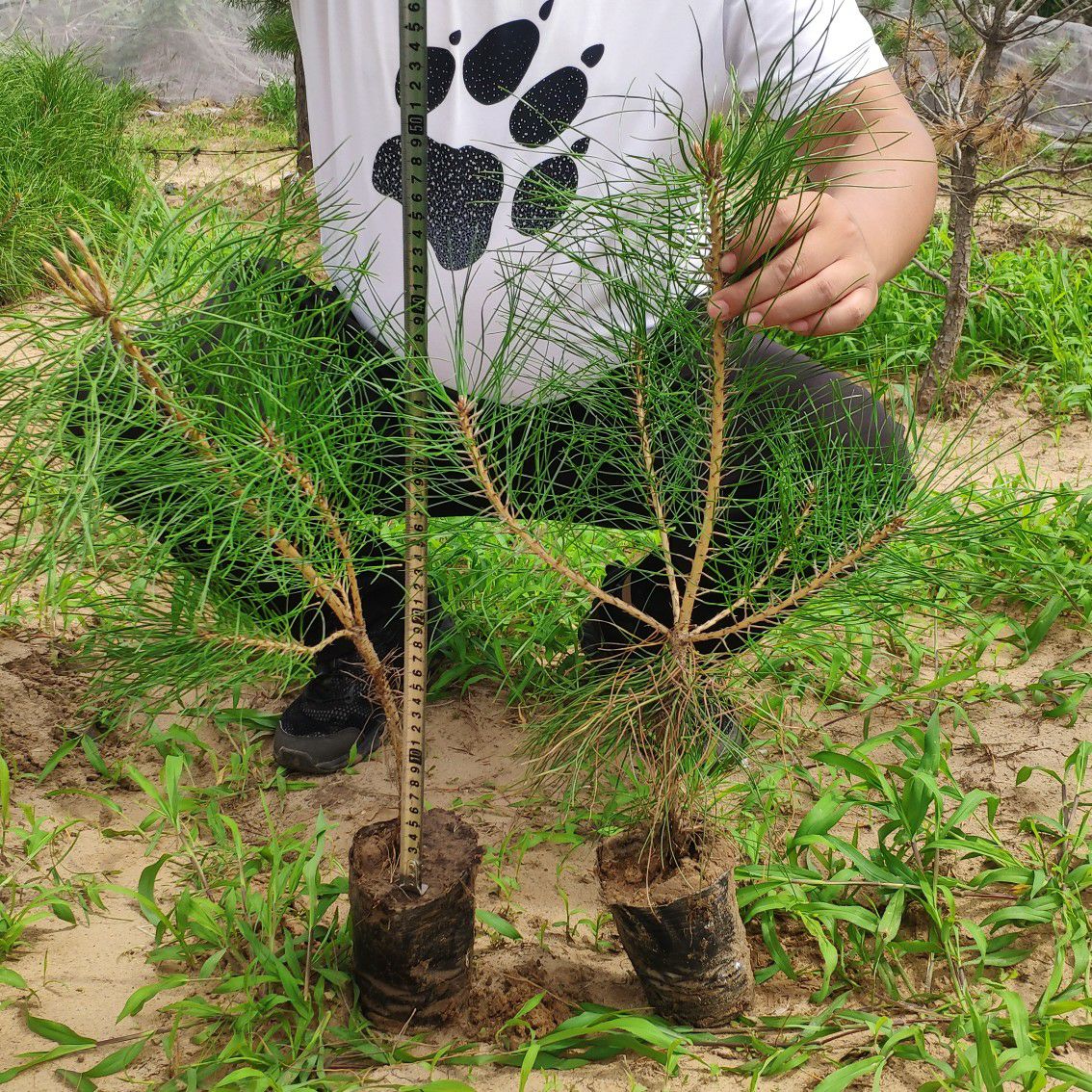 樟子松，油松营养杯苗13/16杯，13/12杯，高度 30起