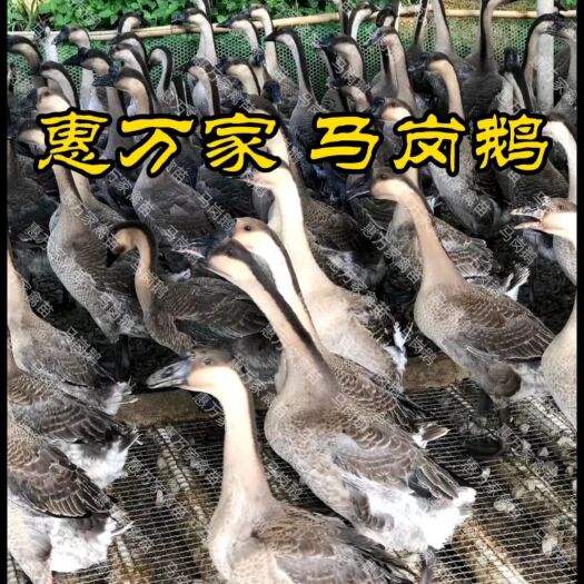 南宁马岗鹅苗 马岗黑鹅苗 马岗杂鹅苗  包出壳疫苗 包运输存活