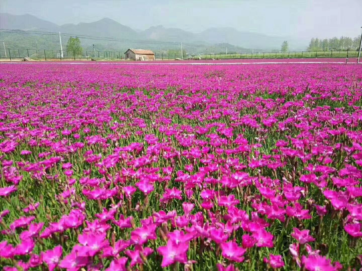 欧石竹，四季长青，开花草坪