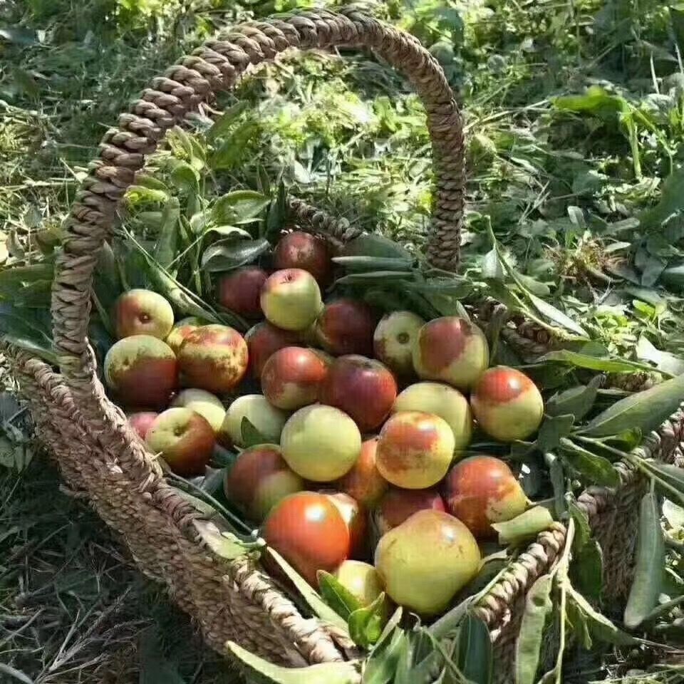 金丝小枣  冬枣