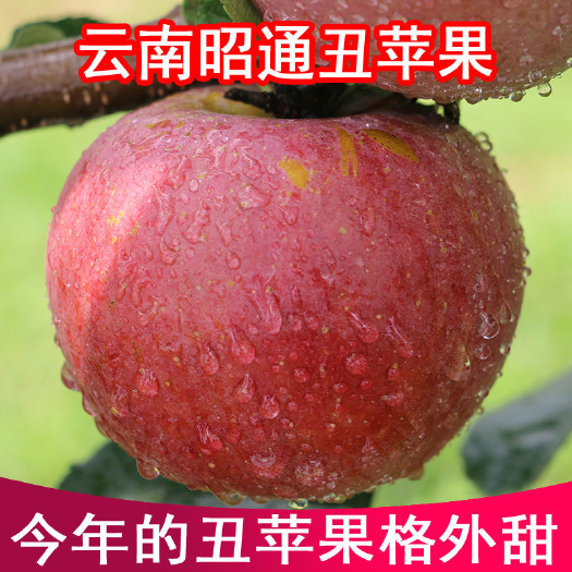 云南昭通丑苹果水果新鲜红富士非大凉山盐源嘎啦果阿克苏糖心苹果