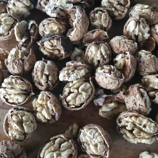 成都新货 云南麻子核桃 颗粒饱满米子白