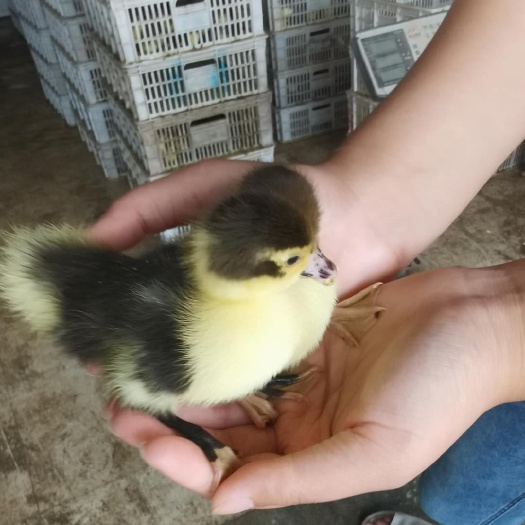 淮安番鸭苗 
