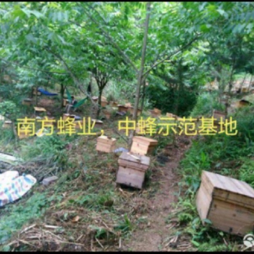 北流市中华蜜蜂  中蜜蜂笼蜂带子带脾带王9999只工蜂