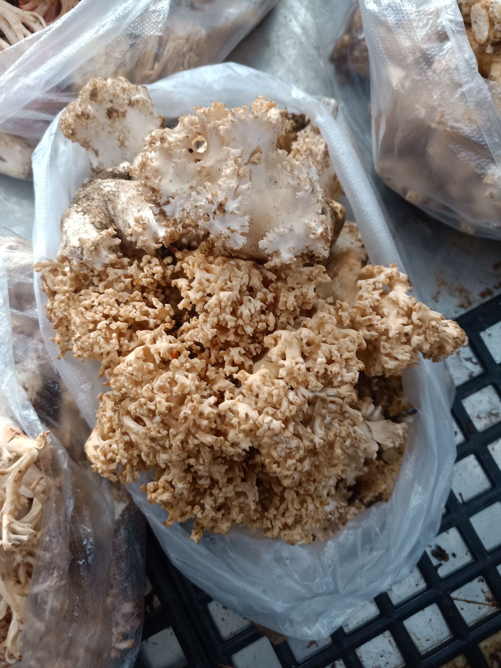 掃把菇  云南普洱掃把菌_鮮貨