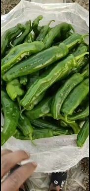 夏邑县大棚苏椒，线椒，301辣椒，大量上市中。