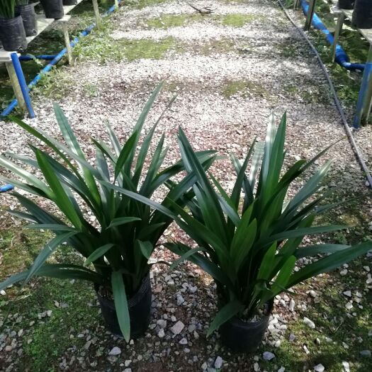 广州广州兰花墨兰企黑报岁兰花基地发货质量保证量大价格从优