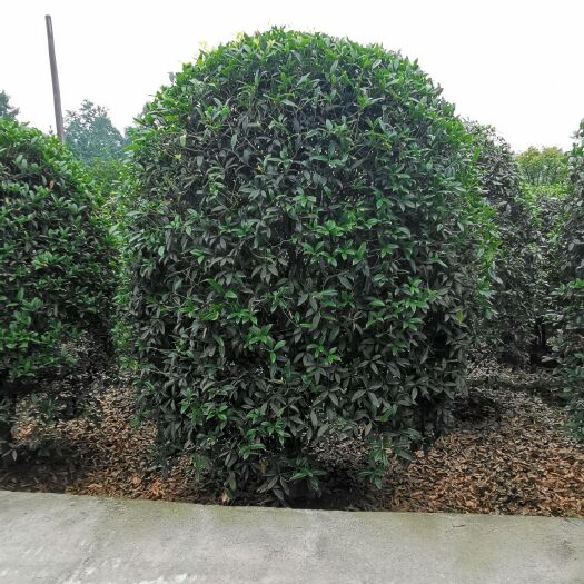 成都普通桂花树  丛生桂花