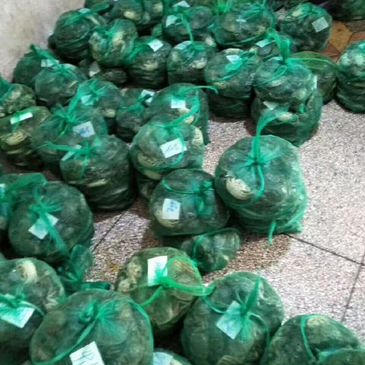 南京泰兴大闸蟹  大闸蟹批发，一件代发