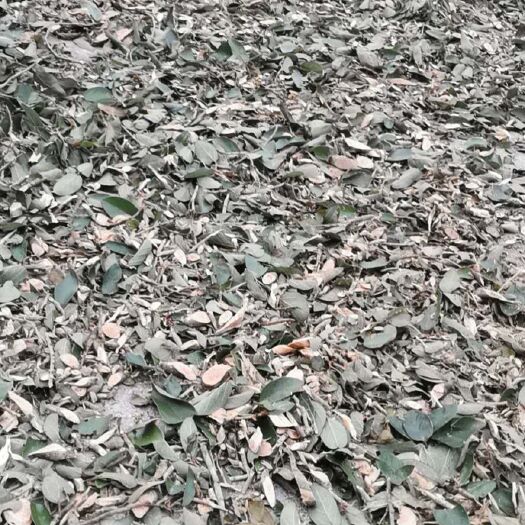 大新县王不留行 