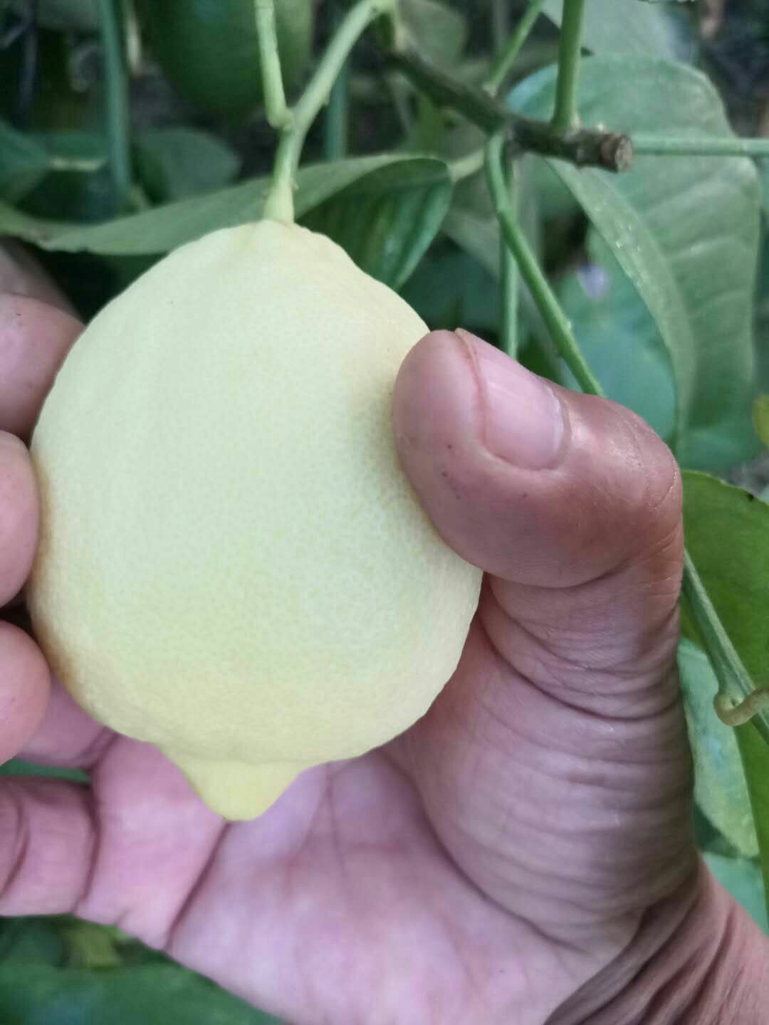 尤力克柠檬 黄色 有籽