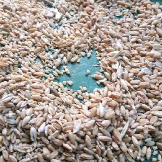 鄄城县水产养殖饲料  碎小麦