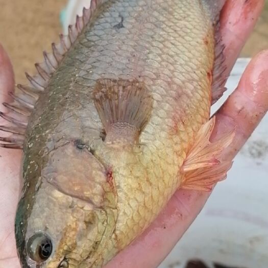 廉江市攀鲈鱼  特别好食的鱼，煲汤又靓