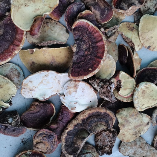 盈江县 无柄赤灵芝