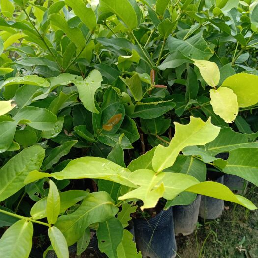 普宁市黑糖芭比莲雾苗 嫁接苗