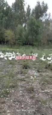五常市大白鹅  自己家养的大鹅