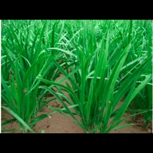 徐闻县大叶韭菜 二茬 