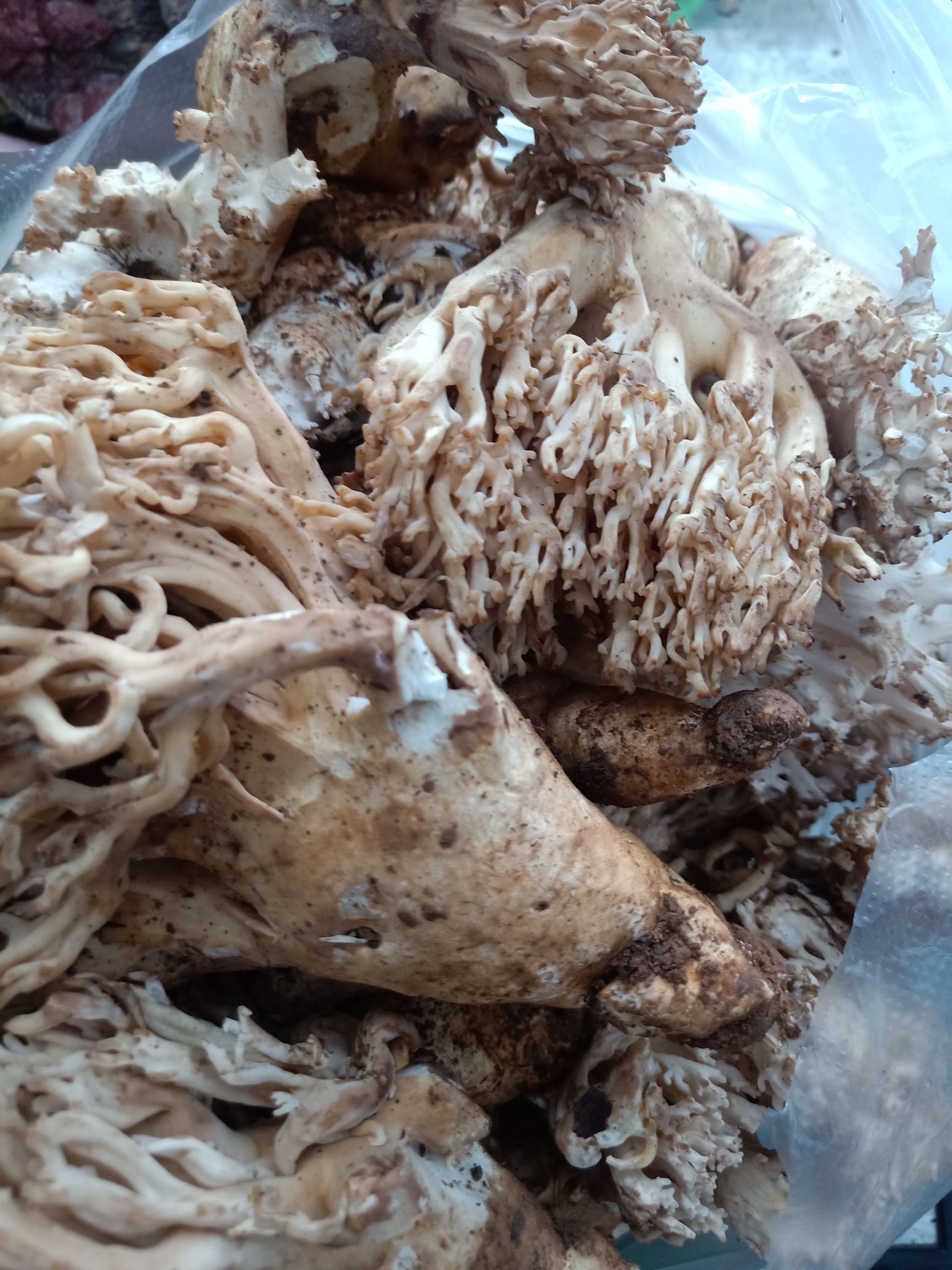 掃把菇  云南普洱掃把菌_鮮貨