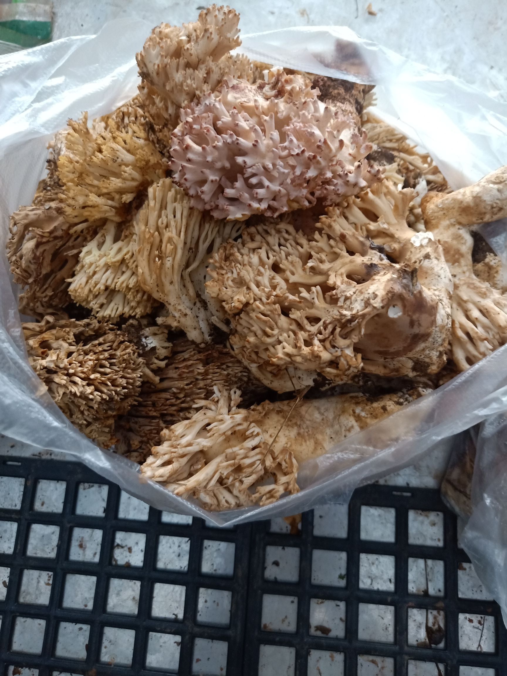 掃把菇  云南普洱掃把菌_鮮貨