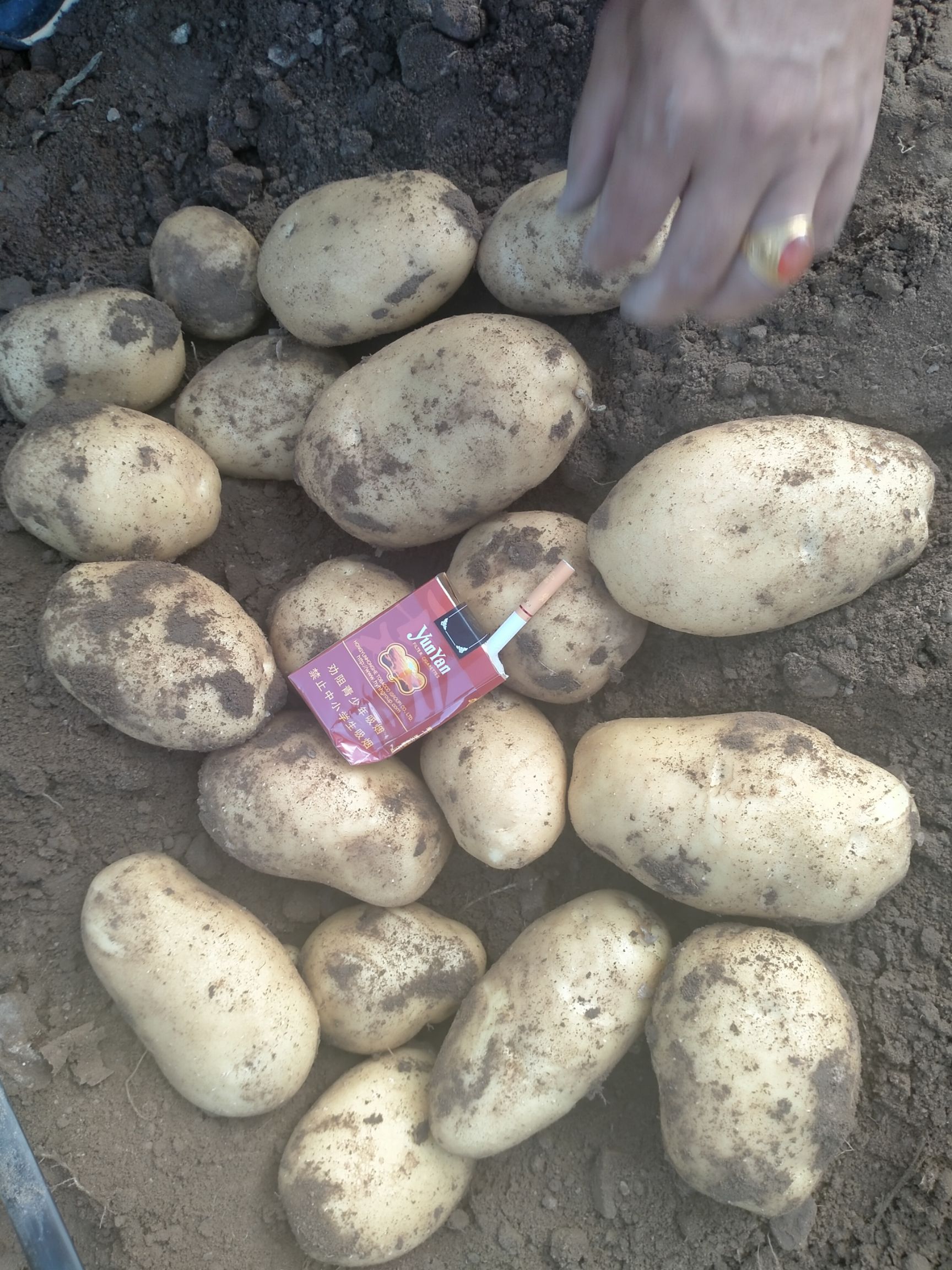 黄心土豆 黄皮黄心希森六号，商品薯，口感好不麻口