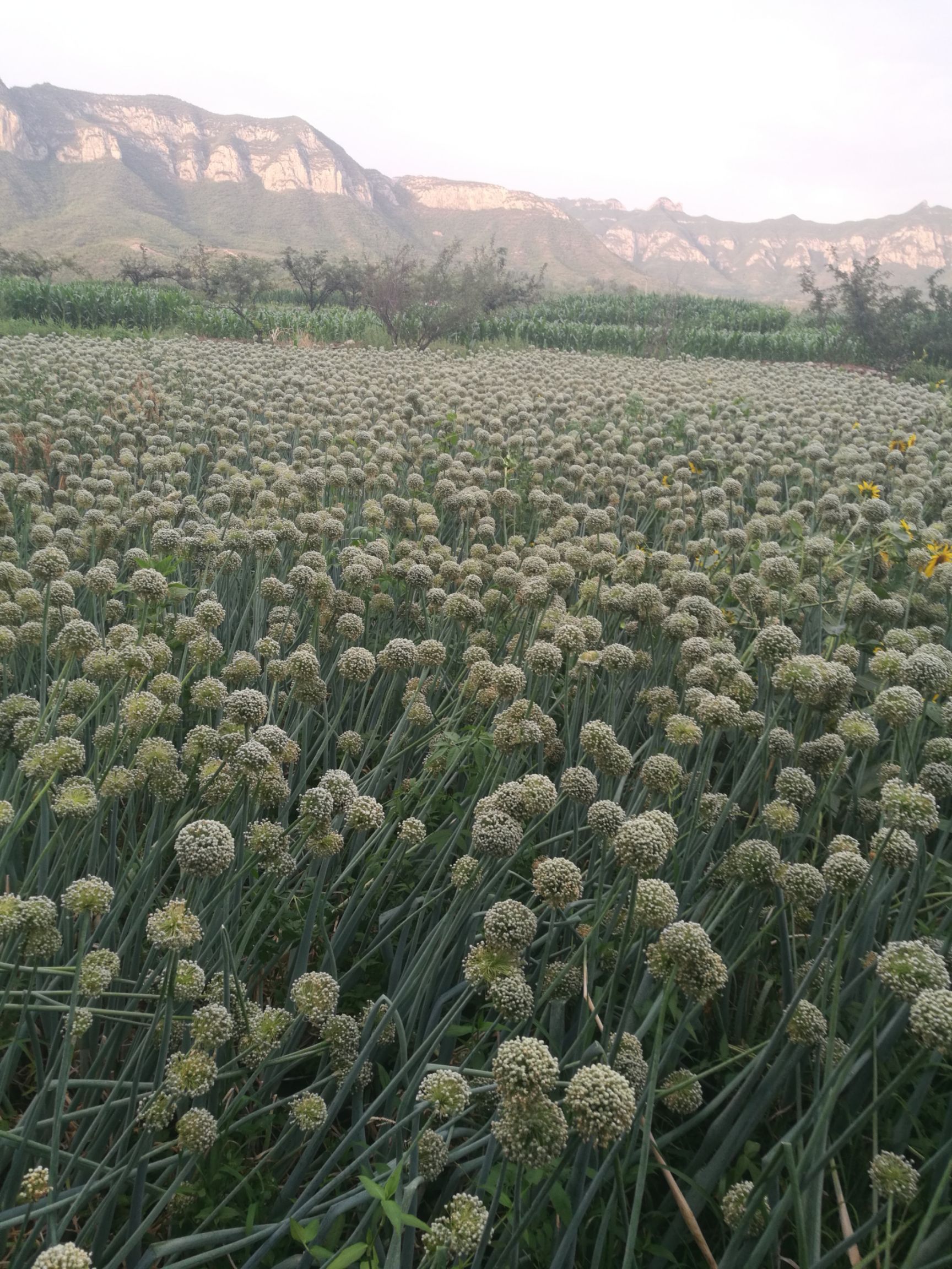 二红小洋葱种子 97%以上
