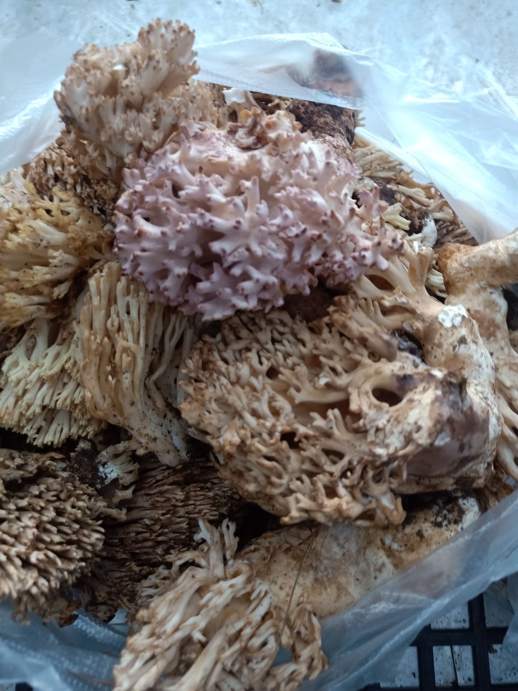掃把菇  云南普洱掃把菌_鮮貨