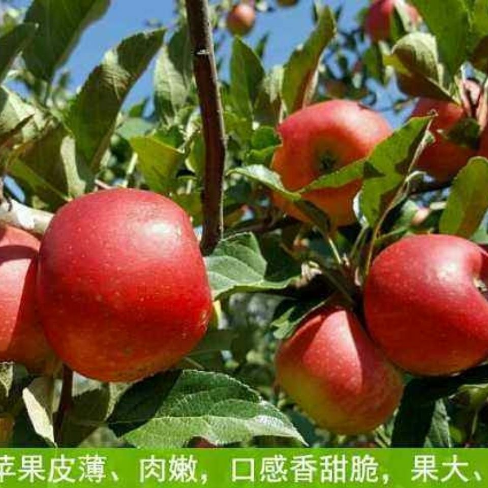 红将军苹果 60mm以上 统货 光果