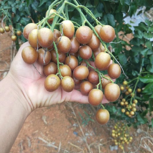 灵山县黑黄皮果苗  黑黄皮苗，香蜜黑黄皮苗，黑金刚苗，正品嫁接黄皮