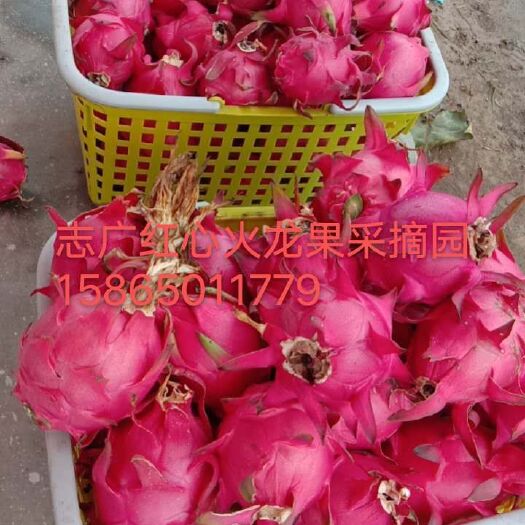 菏泽志广果蔬，红心火龙果，皮薄肉厚，香甜可口