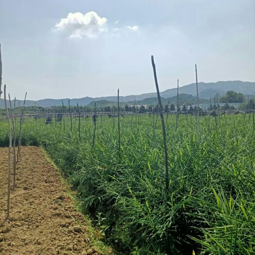 铜陵正宗铜陵董店生姜-铜陵特产，具有“中华白姜”之美誉，有机肥