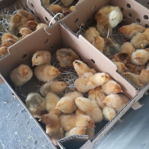 良凤花鸡苗 良凤花