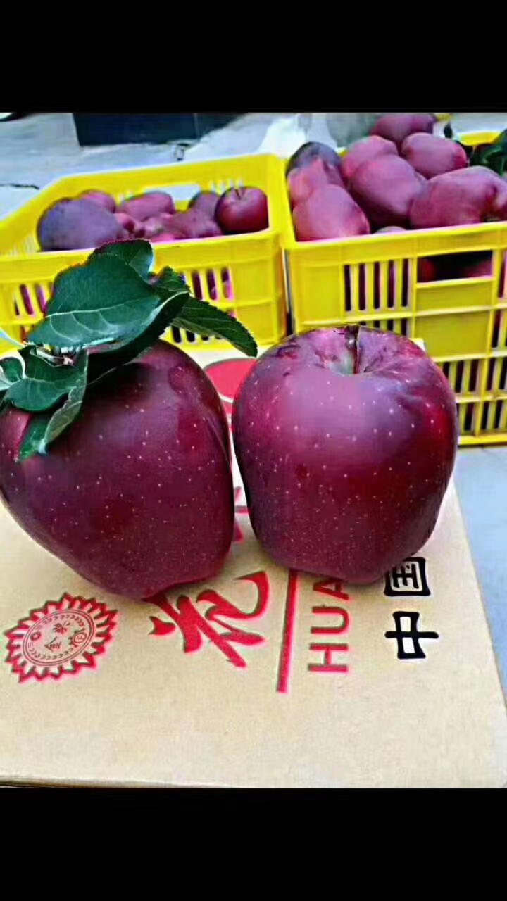 超红 甘肃花牛苹果，无公害，自家山地种植，每味可口