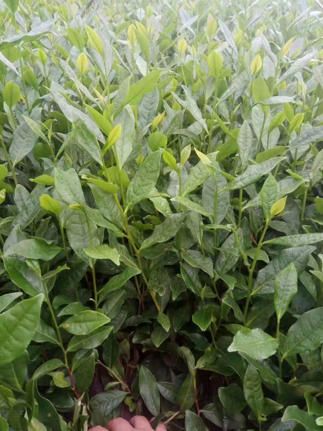 雅安白茶树苗 茶苗