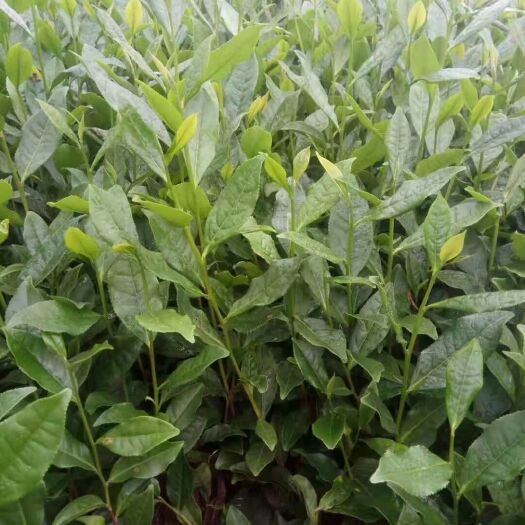雅安白茶树苗 茶苗