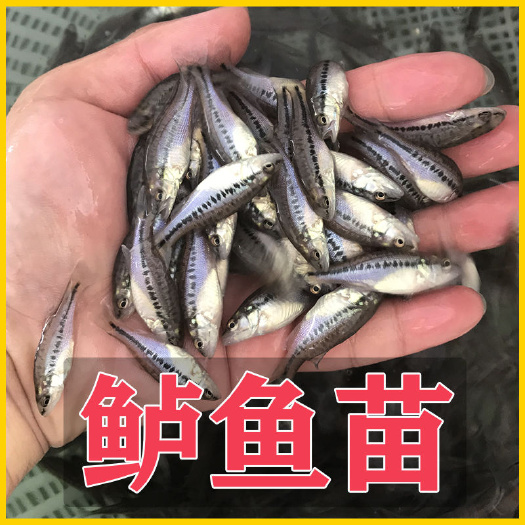 广州淡水鲈鱼  鲈鱼苗加州鲈鱼大口黑鲈大嘴鲈淡水路亚养殖鱼苗草鱼花鲢翘嘴黄尾